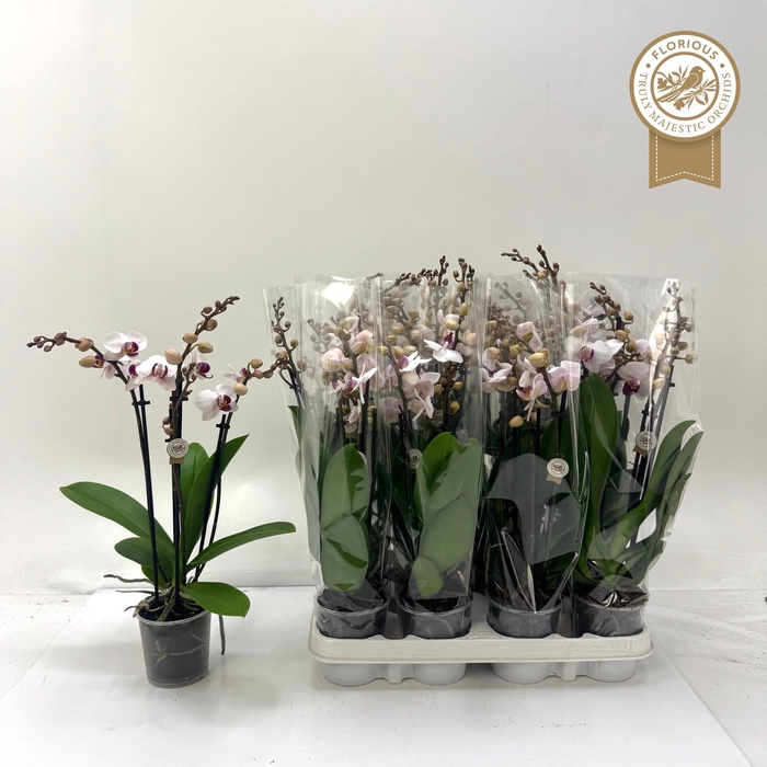 <h4>PHAL RED LIPS</h4>