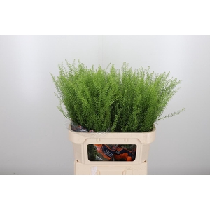 Lepidium Green Bell