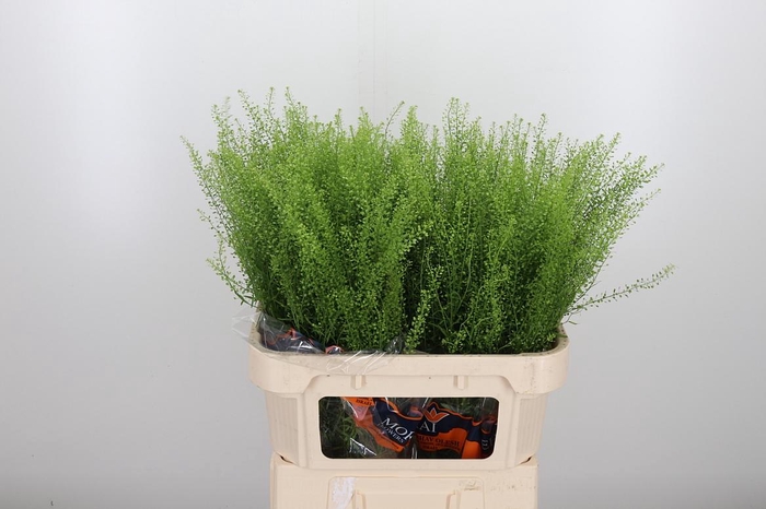 <h4>Lepidium Green Bell</h4>