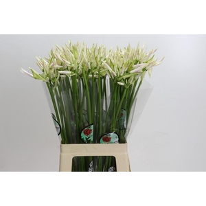 Nerine White Charm