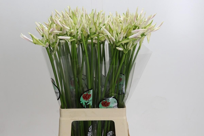 <h4>Nerine White Charm</h4>