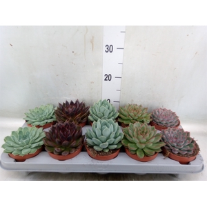 Echeveria   ...mix