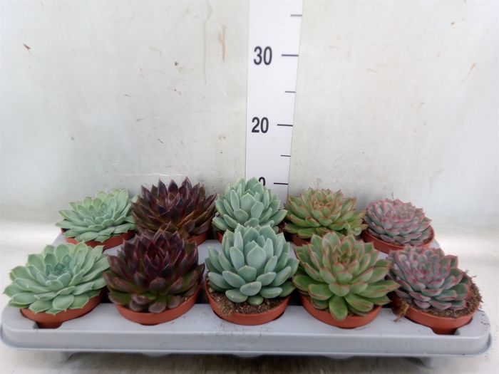 <h4>Echeveria   ...mix</h4>