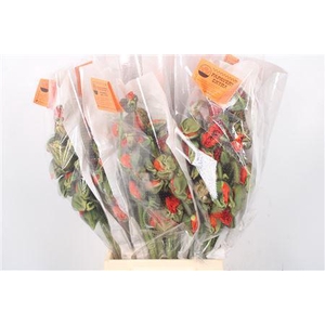 Papaver. Orange Ex Per Stem