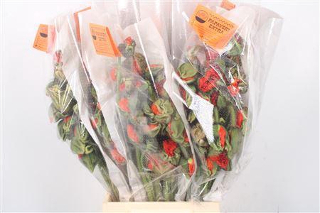 <h4>Papaver. Orange Ex Per Stem</h4>