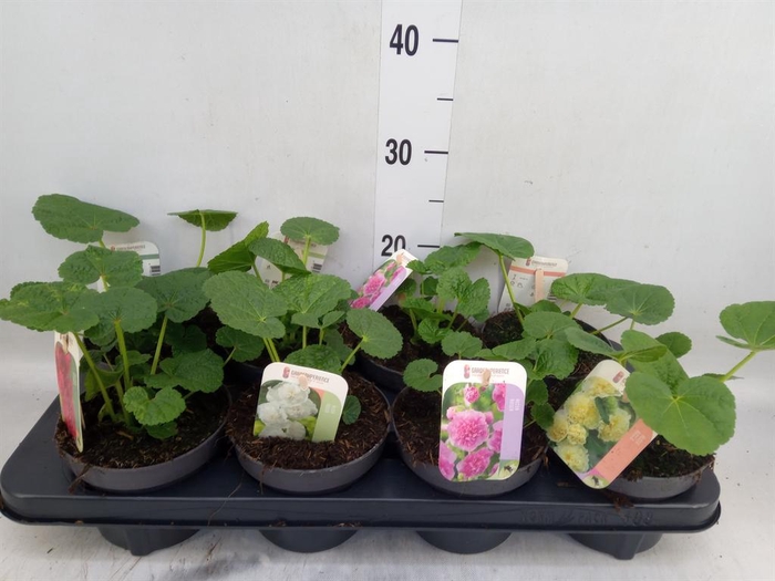 <h4>Alcea rosea</h4>