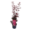 Acer palmatum