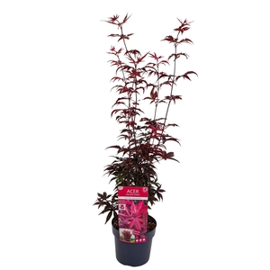 Acer palmatum