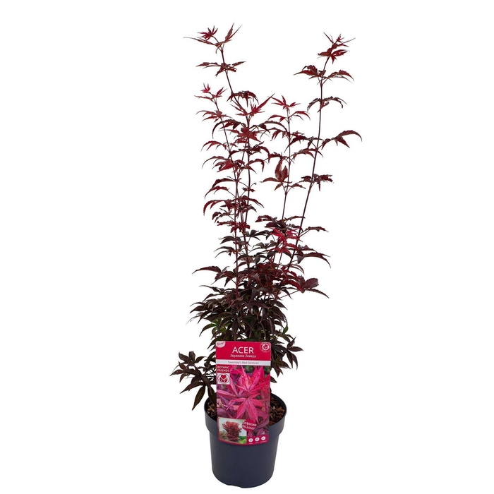 <h4>Acer palmatum</h4>
