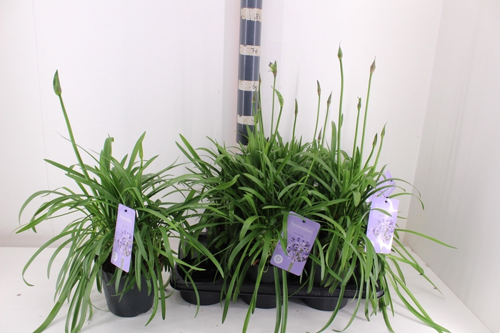 <h4>AGAPA SUMM LOVE BLUE</h4>