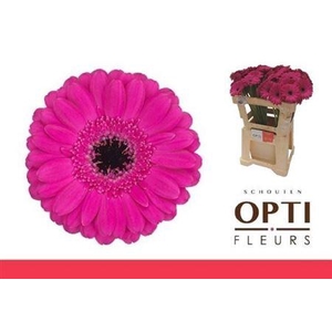 Ge Mi Anna 08 CM,(NL),(20)