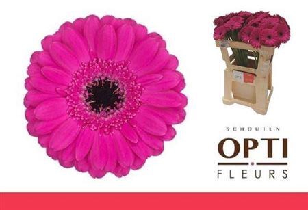 <h4>Ge Mi Anna 08 CM,(NL),(20)</h4>