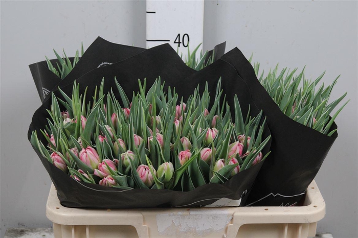 <h4>Tu Du Flash Point</h4>