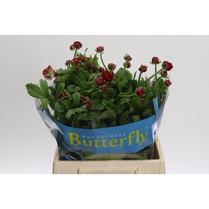 Ranunculus Butterfly Hades