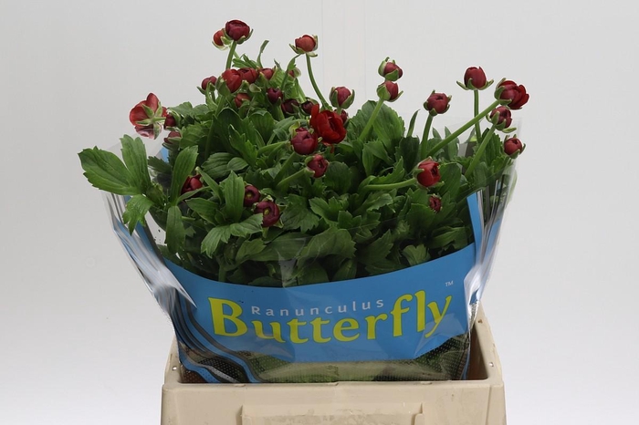<h4>Ranunculus Butterfly Hades</h4>