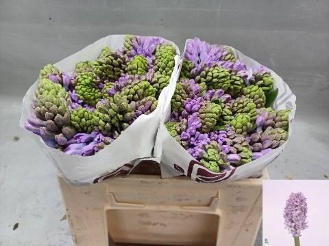 <h4>HYAC PURPLE STAR</h4>