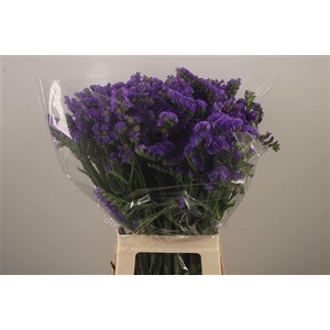 Lim S Crystal Dark Blue