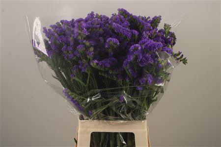 <h4>Lim S Crystal Dark Blue</h4>