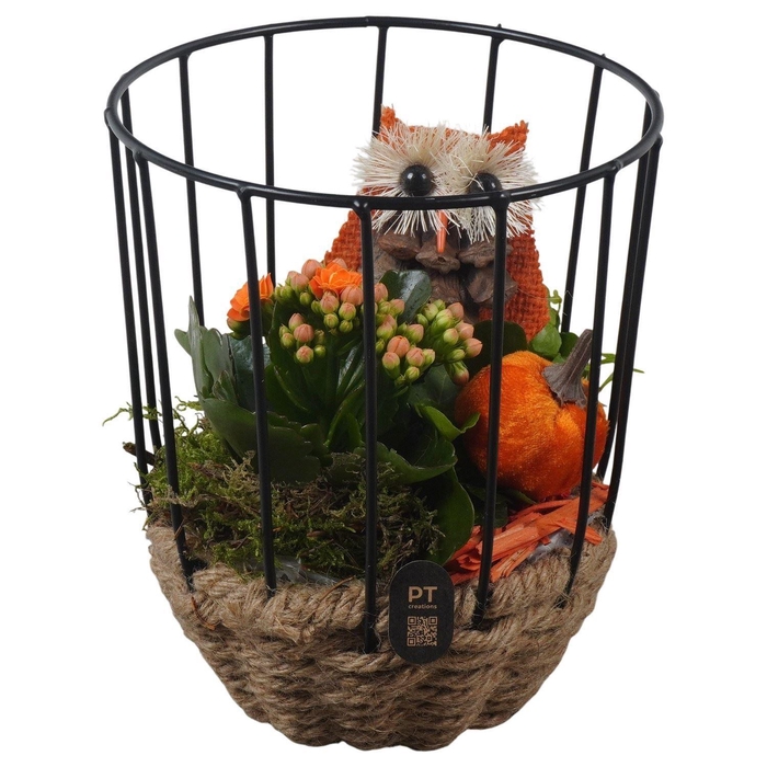 arr2 PTC 3360 Orange kooi