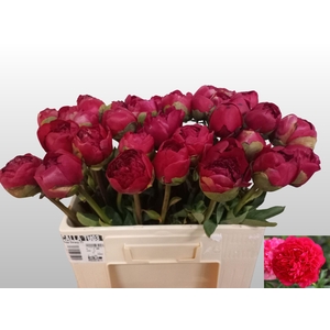 PAEO COM PERFORMANCE