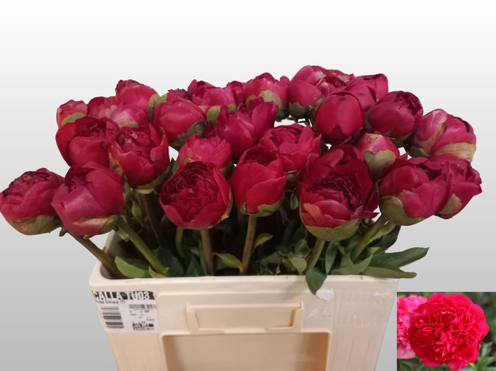 <h4>PAEO COM PERFORMANCE</h4>