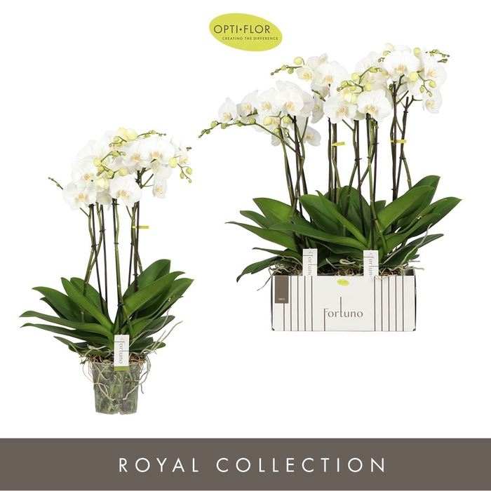 <h4>Phalaenopsis wit meer takken</h4>
