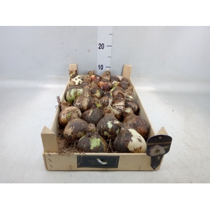 Hippeastrum   ...flowerbulbs