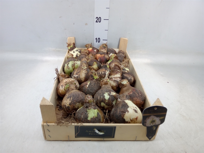 <h4>Hippeastrum   ...flowerbulbs</h4>