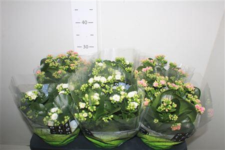 <h4>Kal Ge Gem 2 Kl</h4>