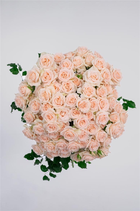 <h4>Tr My Beauty</h4>