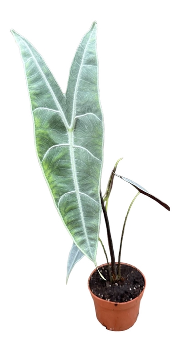 Alocasia