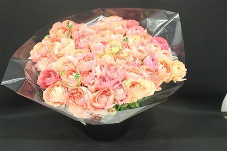 <h4>Cloni Super Fragola</h4>