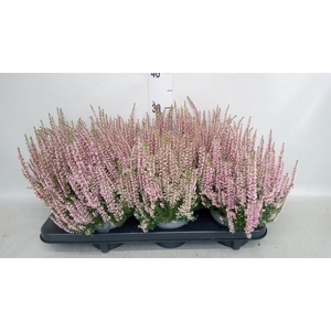 Calluna vulg. 'Beauty L Michelle'