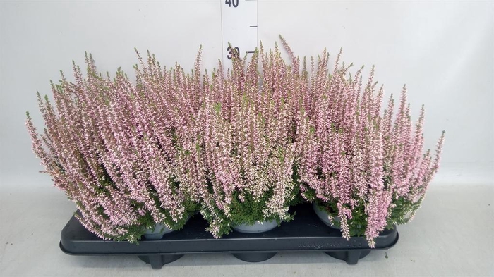 Calluna vulg. 'Beauty L Michelle'