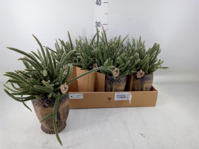 <h4>Rhipsalis   ...mix</h4>