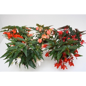 Begonia Waterfall