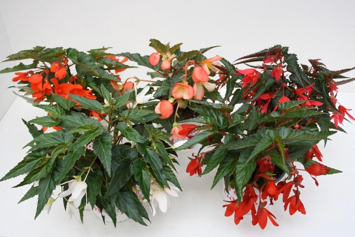 <h4>Begonia Waterfall</h4>