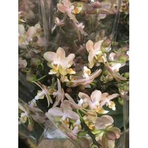 PHAL VT OV