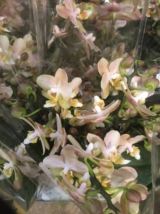 <h4>PHAL VT OV</h4>