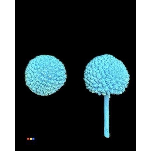 Craspedia Klb Light Blue