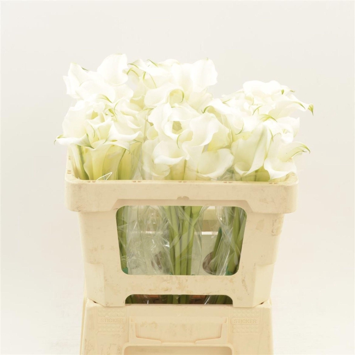 <h4>Calla White Mambo</h4>