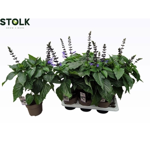 SALVIA BLACK & BLOOM