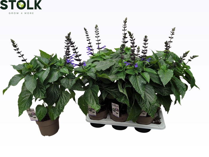 <h4>SALVIA BLACK & BLOOM</h4>