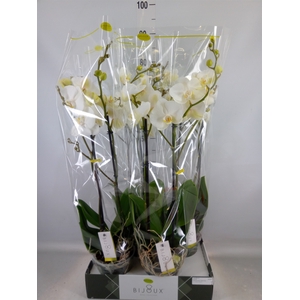 Phalaenopsis   ...white