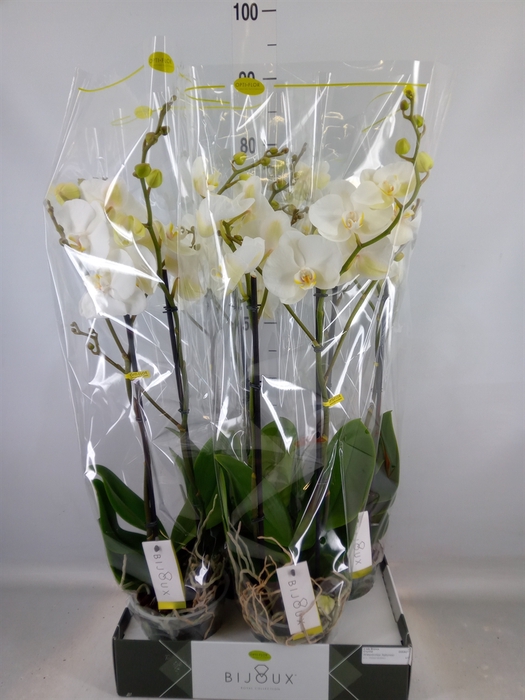 <h4>Phalaenopsis   ...white</h4>