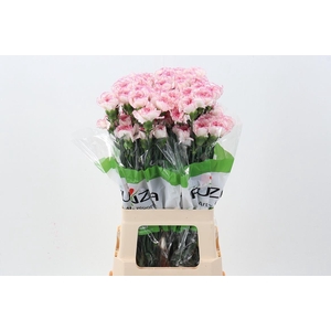 Dianthus ST 'Pastel Damascus'