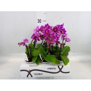 Phalaenopsis   ...mini