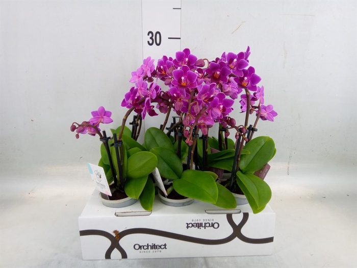 <h4>Phalaenopsis   ...mini</h4>