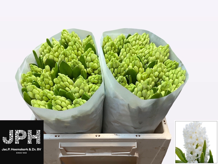 <h4>HYAC WHITE KING</h4>