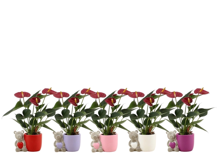<h4>Anthurium 7 cm Diamond Red in Berend mix ceramics</h4>